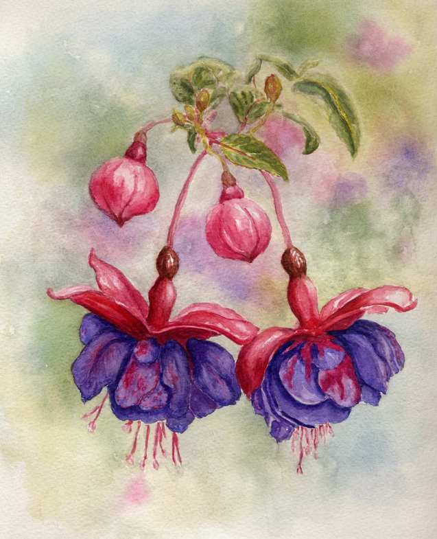 637x785 May 2013 Watercolor Challenge - Fuchsia Watercolor