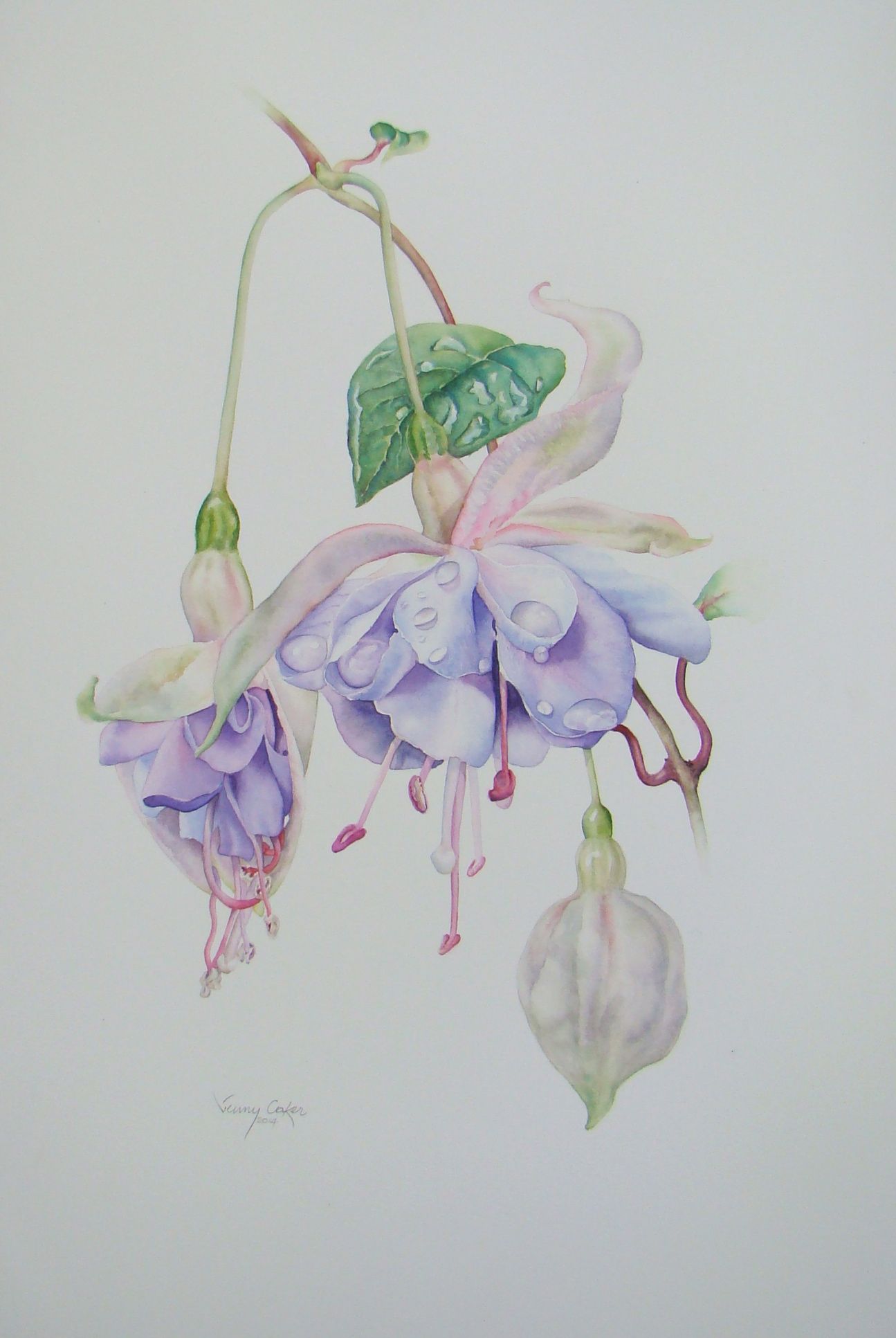 Fuchsia Watercolor at PaintingValley.com | Explore collection of ...