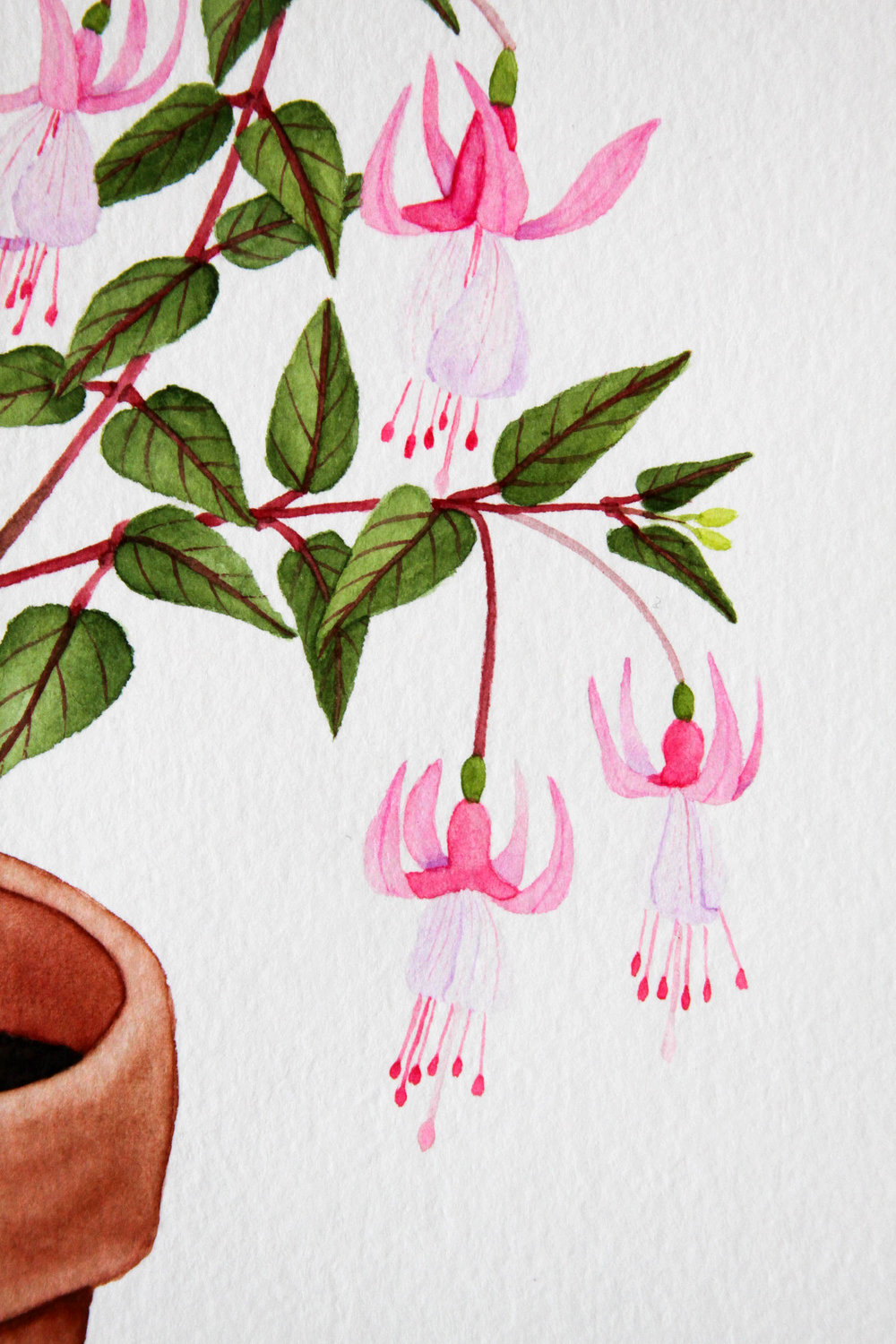 1000x1500 Pink Fuchsia Watercolor Painting My Giant Strawberry - Fuchsia Watercolor