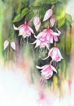 236x341 Watercolour Florals Watercolors Watercolor - Fuchsia Watercolor