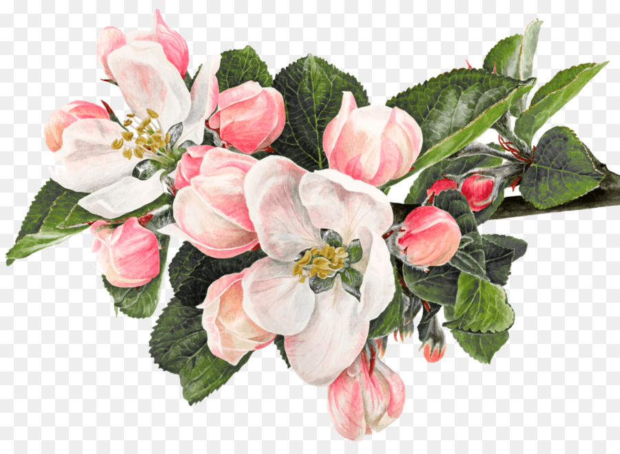 900x660 Flower Watercolor Painting Apple Drawing - Fuchsia Watercolor