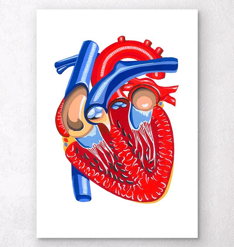800x842 Sectioned Heart Anatomy Art - Funky Watercolor