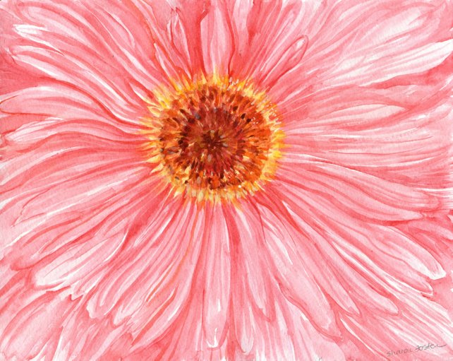 642x511 Gerbera Daisy Watercolor Painting Original Pink Gerber Daisy Etsy - Gerbera Daisy Watercolor