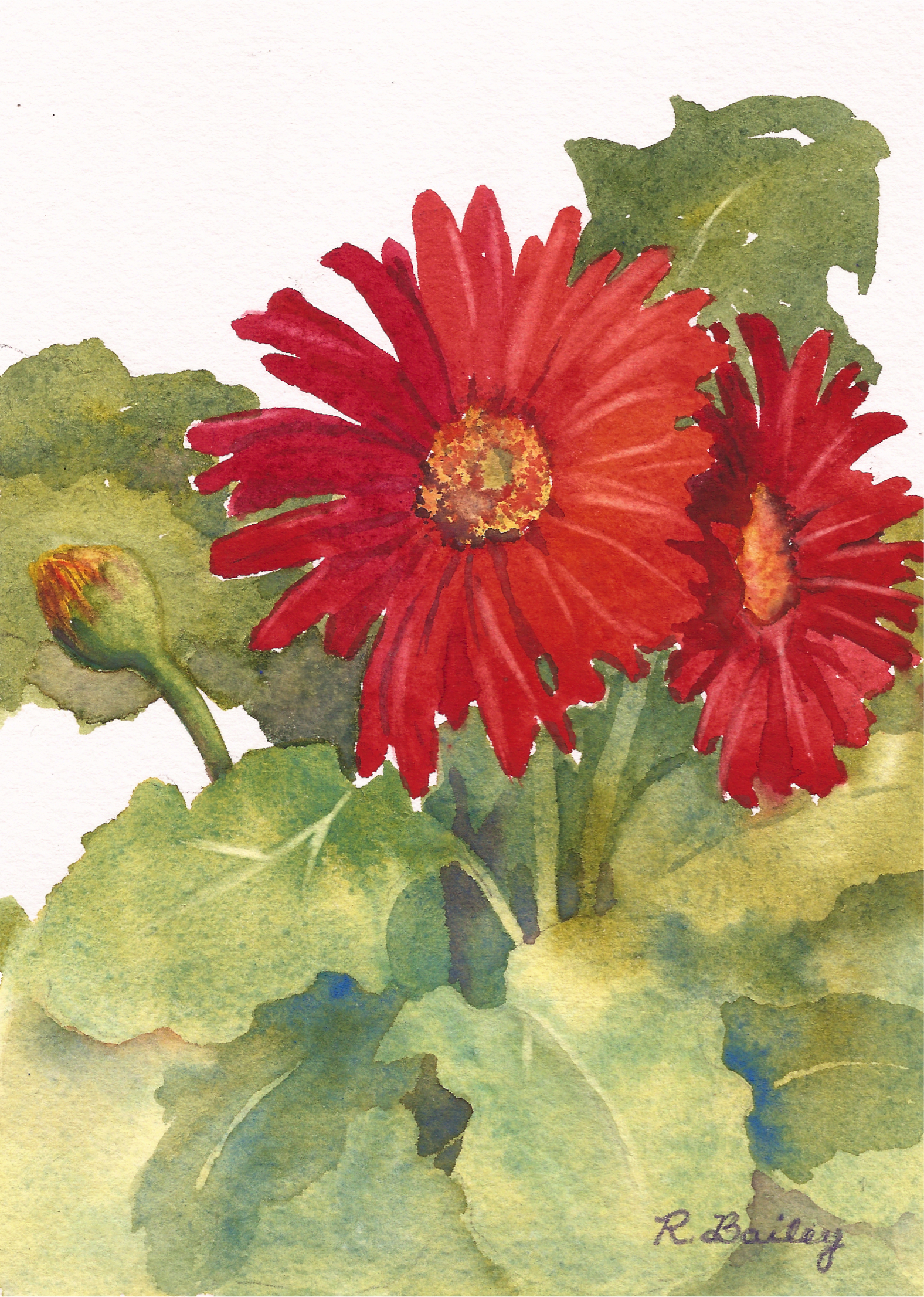 1576x2212 Gerbera Daisy Ruth Bailey, Artist - Gerbera Daisy Watercolor