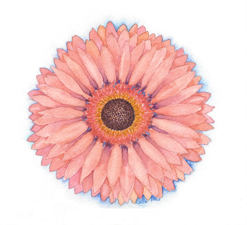 498x454 Pink Gerbera Daisy - Gerbera Daisy Watercolor