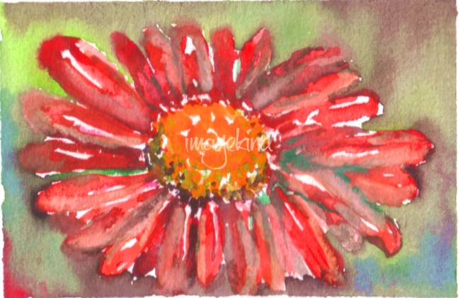 650x421 Red Gerber Daisy Watercolor Ii By Natalie Cardon - Gerbera Daisy Watercolor