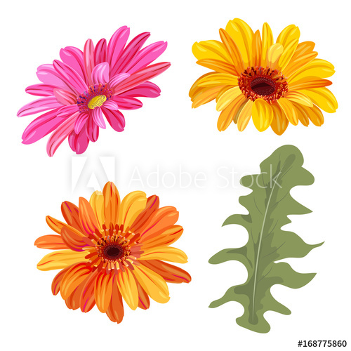 500x500 Set Of Gerbera Daisy Orange, Red, Yellow Flowers And Green Leaves - Gerbera Daisy Watercolor