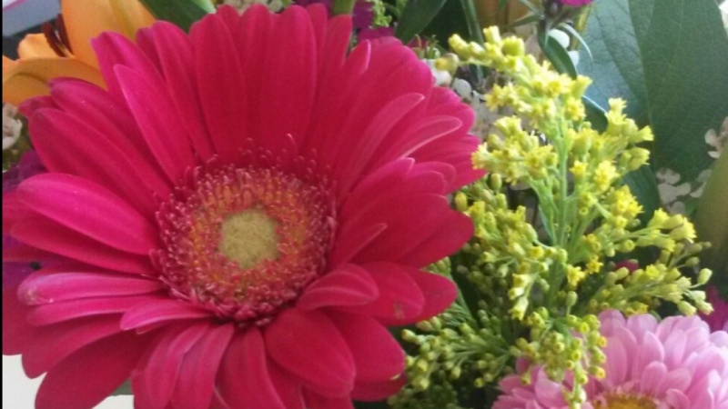 800x450 Watercolor Gerbera Daisies Skillshare Projects - Gerbera Daisy Watercolor