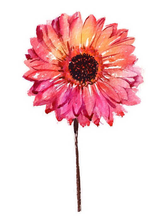 525x700 Watercolor Flower Gerbera Sticker We Live To Change - Gerbera Daisy Watercolor