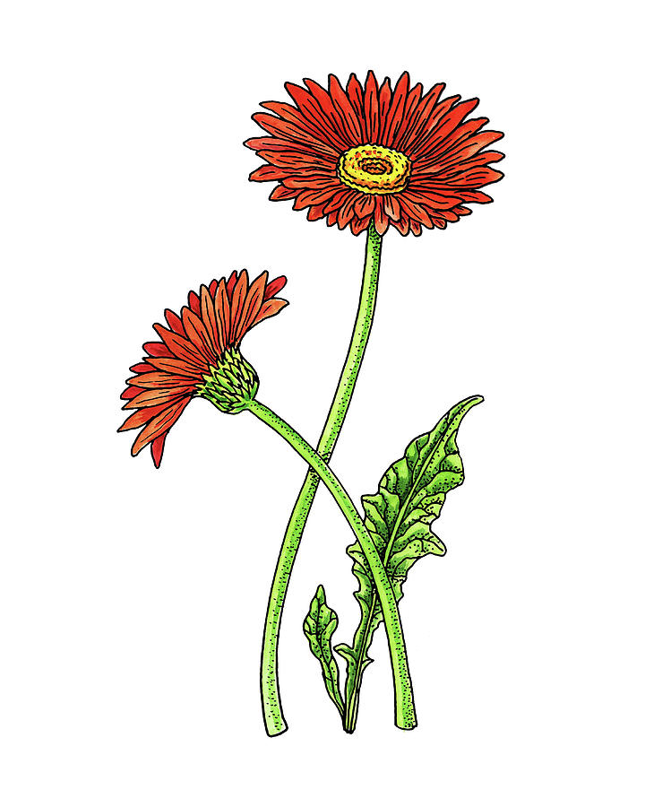 720x900 Gerbera Daisy Botanical Watercolor Painting By Irina Sztukowski - Gerbera Daisy Watercolor