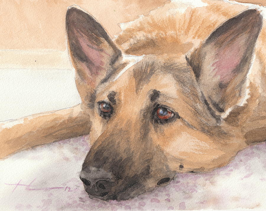 900x716 German Shepherd Laying Watercolor Portrait Drawing By Mike Theuer - German Shepherd Watercolor