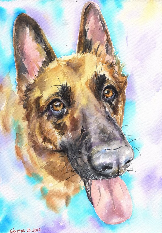 570x816 German Shepherd Watercolor Original Painting Art Beautiful Etsy - German Shepherd Watercolor