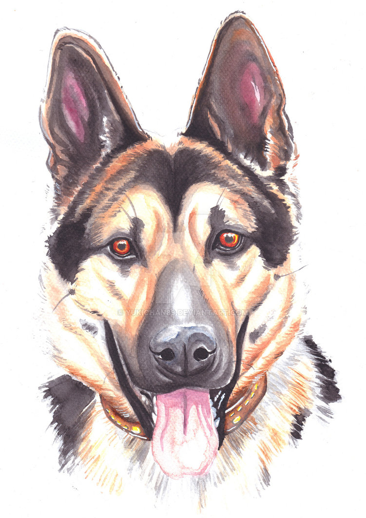 751x1063 German Shepherd Watercolor By Yukichan89 - German Shepherd Watercolor