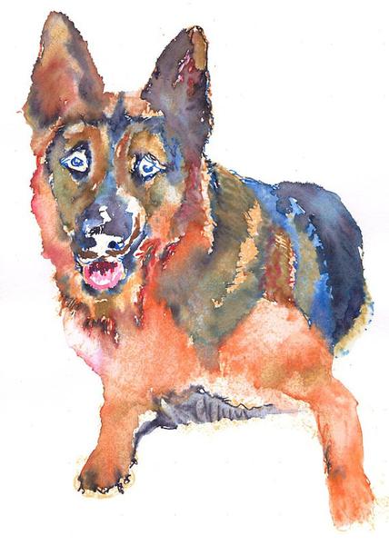428x600 German Shepherd Alsatian Dog Painting Watercolor Blue Orange - German Shepherd Watercolor