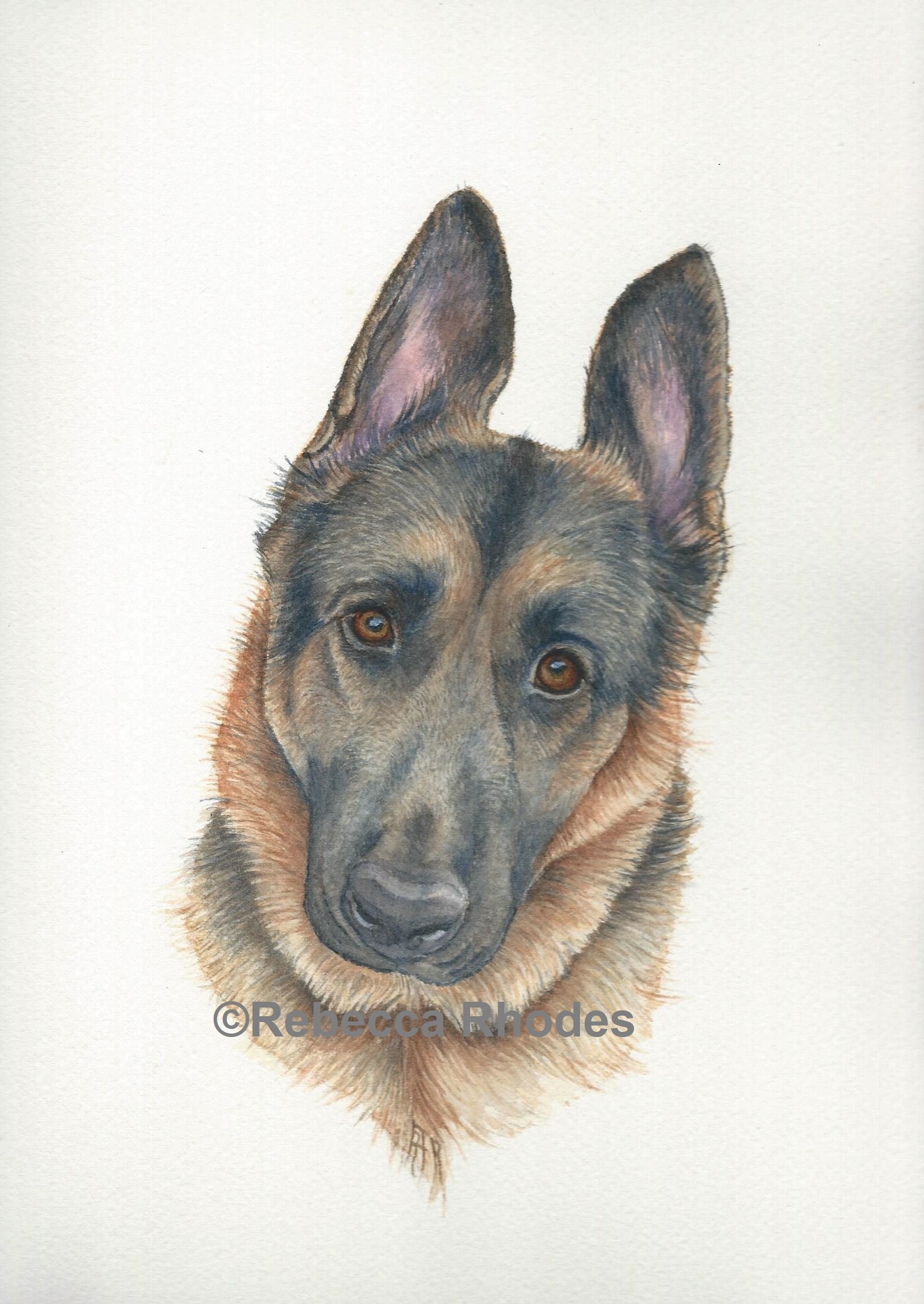 1596x2252 New Pet Portrait! German Shepherd In Watercolor - German Shepherd Watercolor