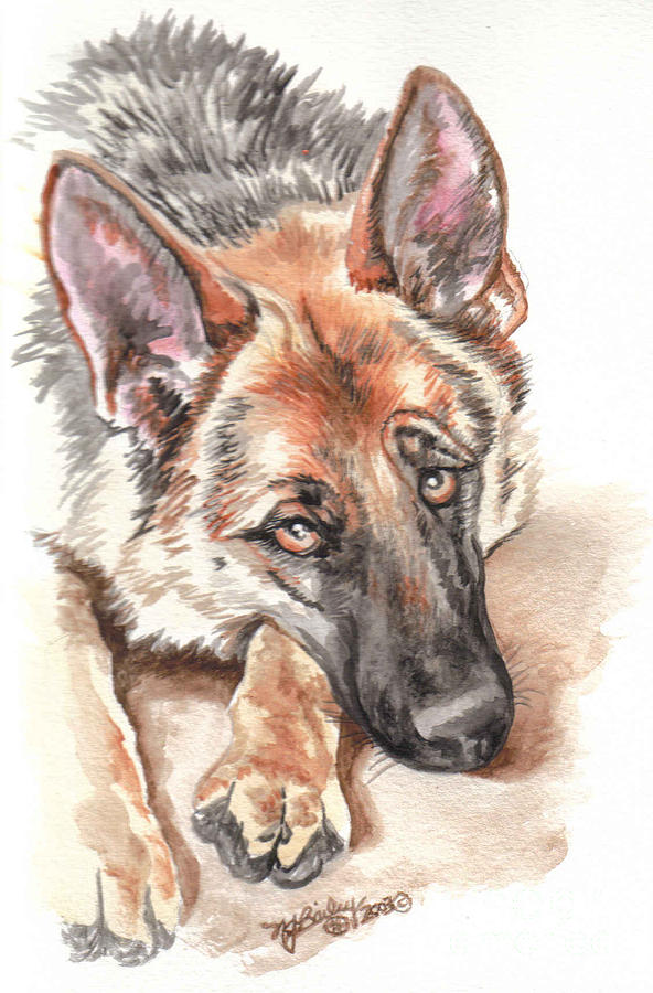 592x900 Soulful German Shepherd Dog Watercolor Painting By Nancy J Bailey - German Shepherd Watercolor