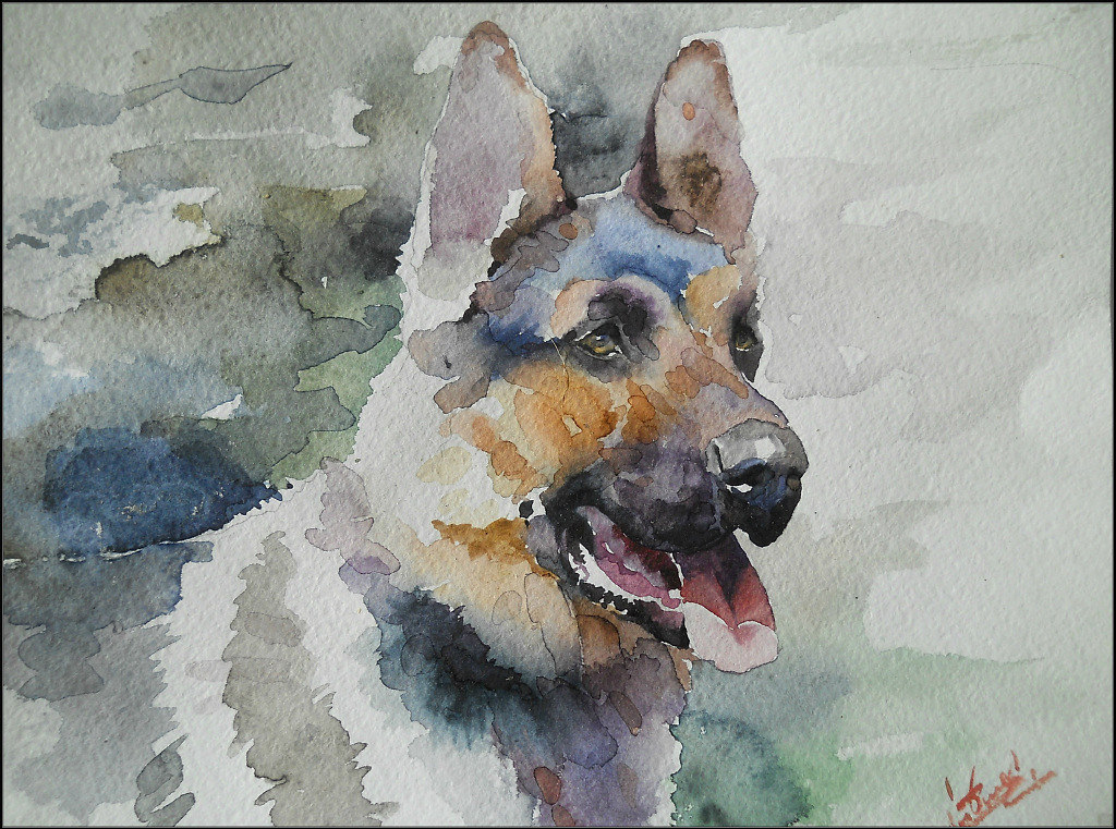 1024x761 German Shepherd' Watercolor Grinciuc Cristina - German Shepherd Watercolor