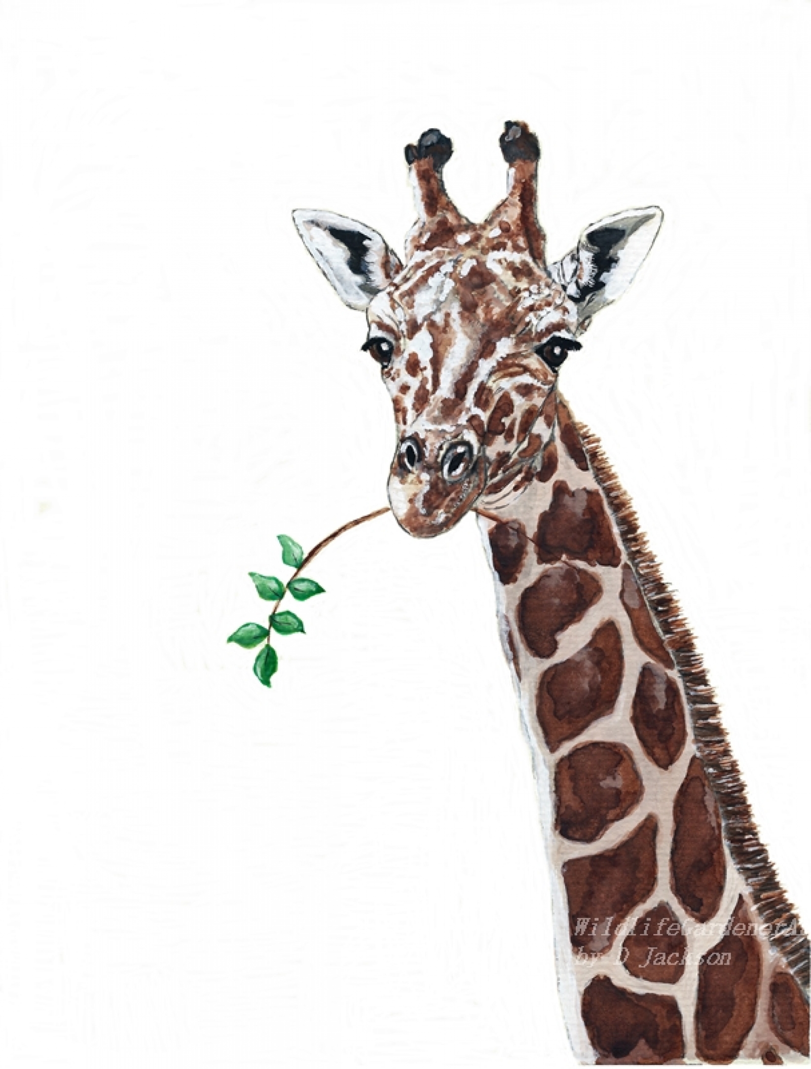 1600x2109 Giraffe Watercolor Art Print, Safari Animal Art Wildlife - Giraffe Watercolor