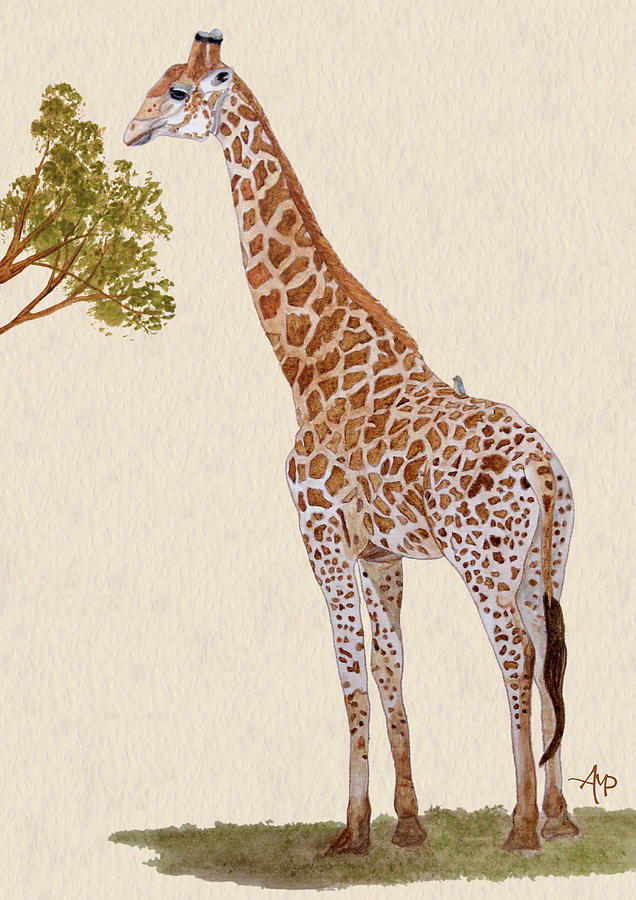 636x900 Giraffe Watercolor Painting By Angeles M Pomata - Giraffe Watercolor