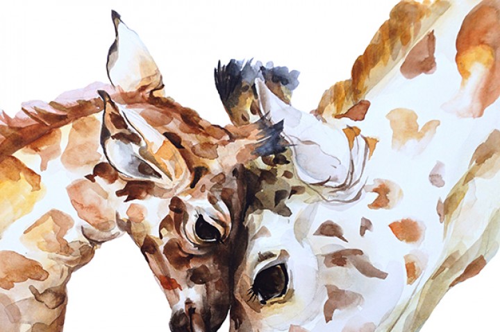 720x479 Watercolor Giraffe By Kiraartshop - Giraffe Watercolor