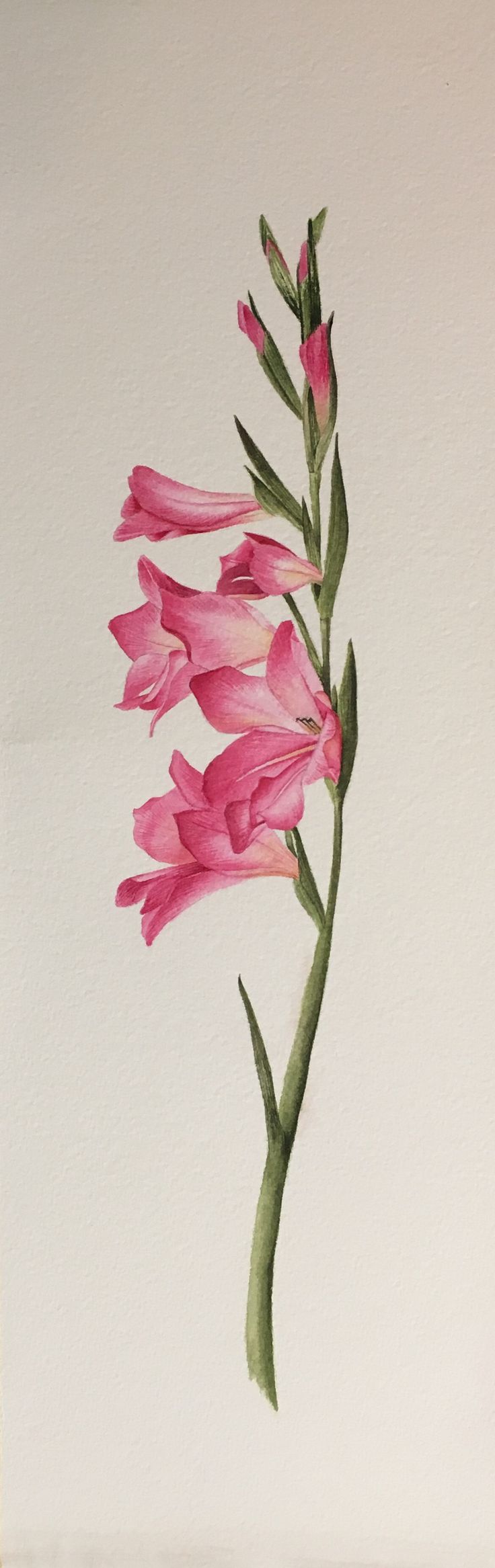 736x2333 Gladiolus Watercolor Tattoo 5088 Movieweb - Gladiolus Watercolor Tattoo