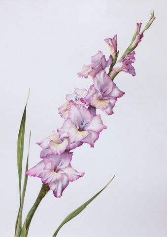 339x480 Symbolizes Strength Of Character, Faithfulness And Honor. The - Gladiolus Watercolor Tattoo