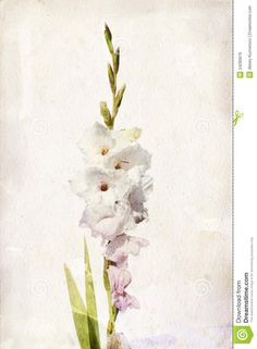 236x321 The Birth Flower - Gladiolus Watercolor Tattoo
