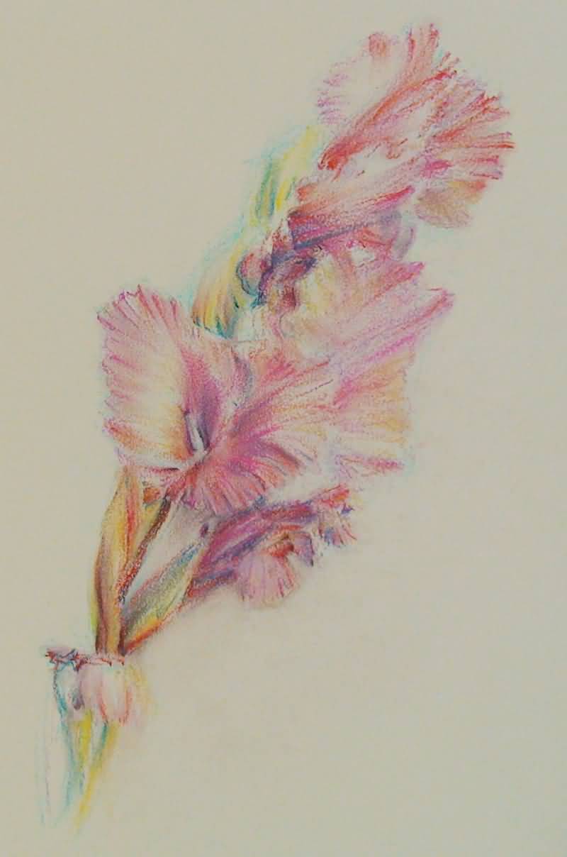 800x1208 Attractive Gladiolus Flowers Tattoo Sketch By Mysterygrl - Gladiolus Watercolor Tattoo