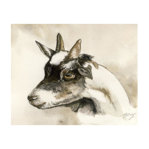 300x300 Goat Watercolor Painting By Alfred Ng - Goat Watercolor