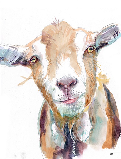 388x507 Michael Frith Illustrator - Goat Watercolor
