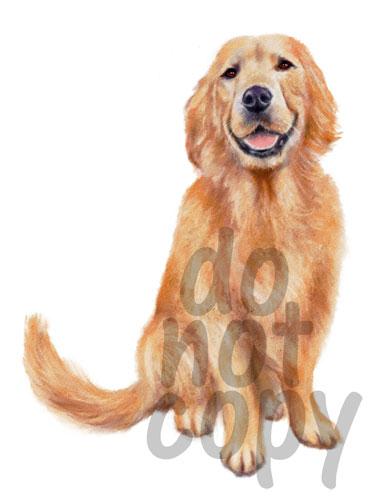 378x504 Golden Retriever Watercolor Dog - Golden Retriever Watercolor