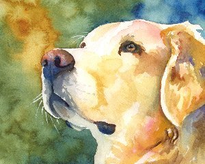 300x240 Golden Retriever Watercolor Portrait Print 030906 - Golden Retriever Watercolor