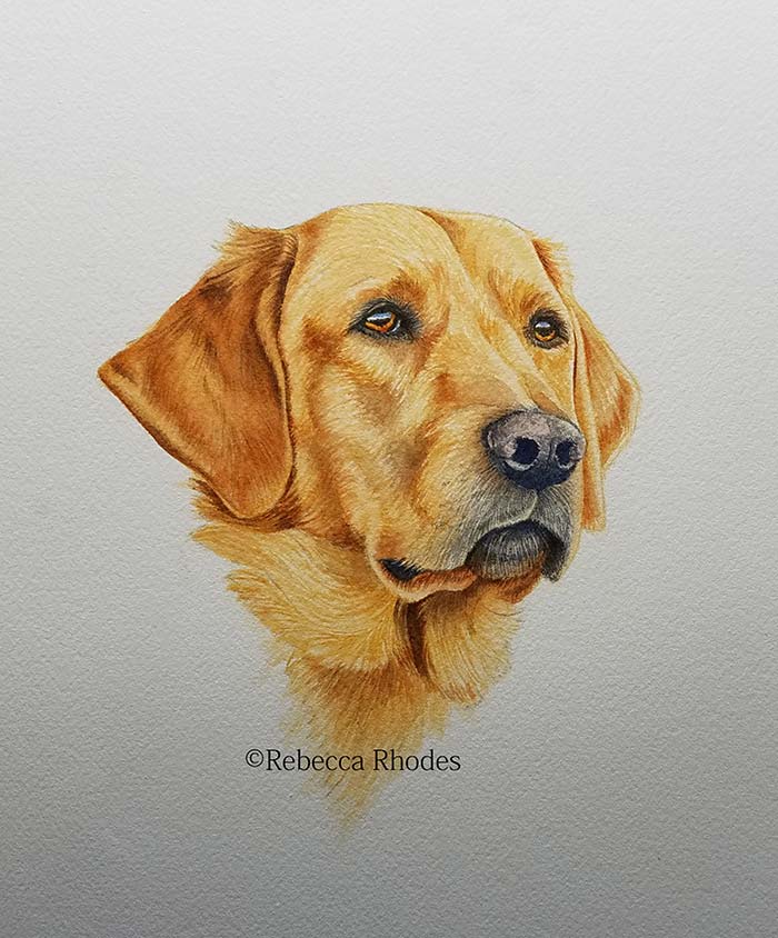 700x844 How To Paint A Golden Retriever Dog In Watercolors By Rebecca - Golden Retriever Watercolor