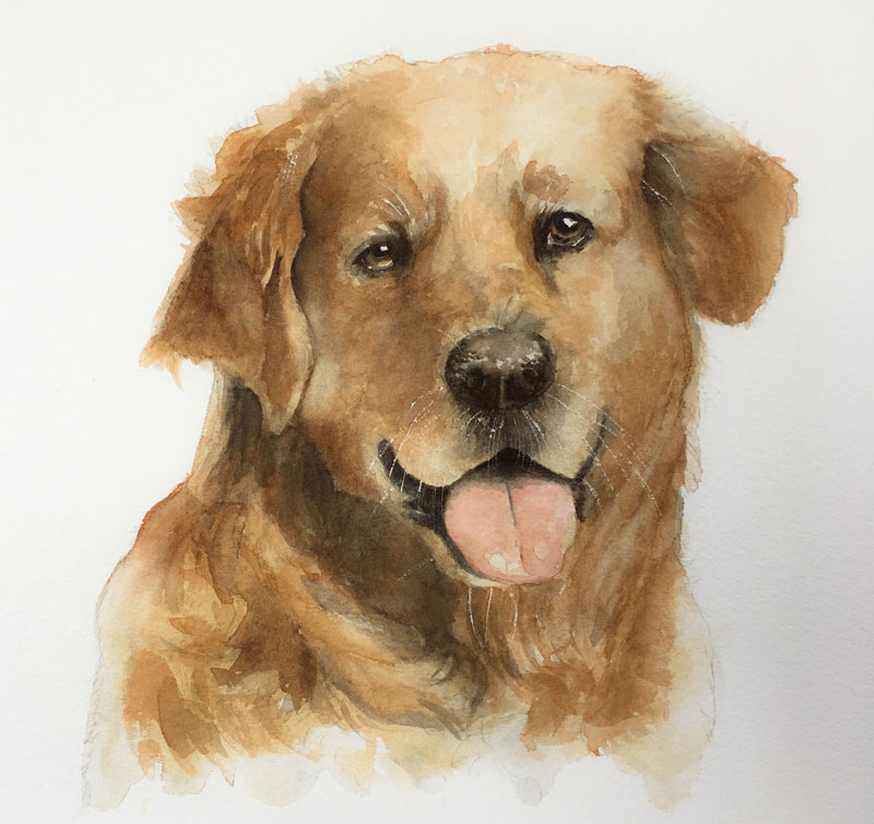 800x754 Watercolor Lesson - Golden Retriever Watercolor