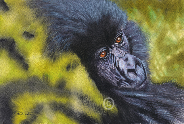 640x433 Gorilla - Gorilla Watercolor