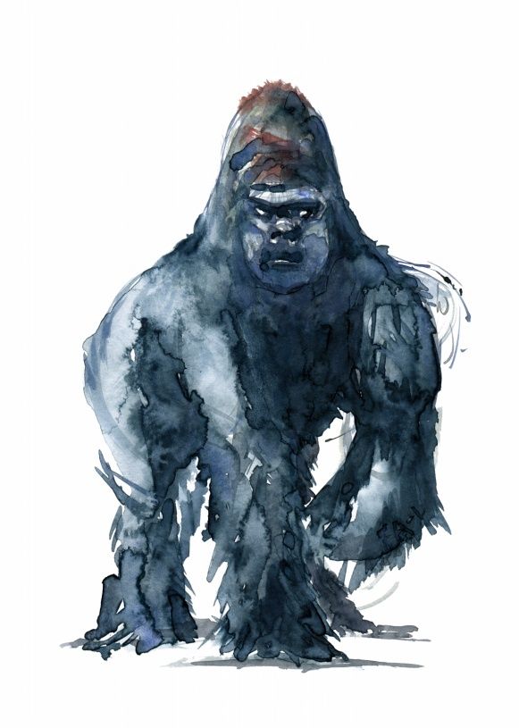 581x815 Gorilla Watercolor Painting By Frits Ahlefeldt - Gorilla Watercolor