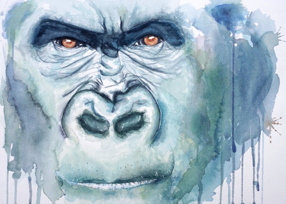 918x655 Gorilla Philip Anderson Art - Gorilla Watercolor