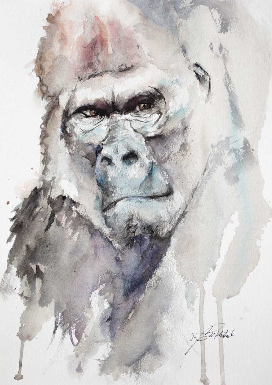 890x1259 Silverback Gorilla - Gorilla Watercolor