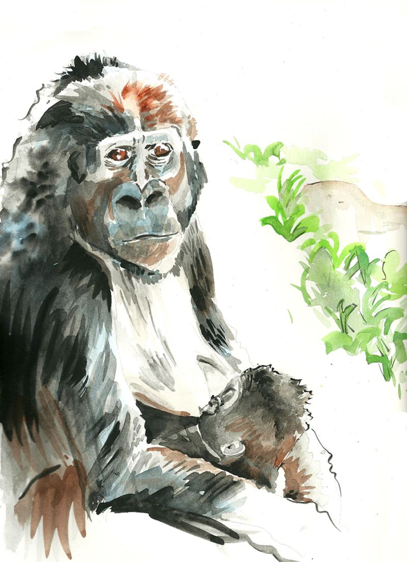 800x1104 Watercolor Hilary Schenker - Gorilla Watercolor