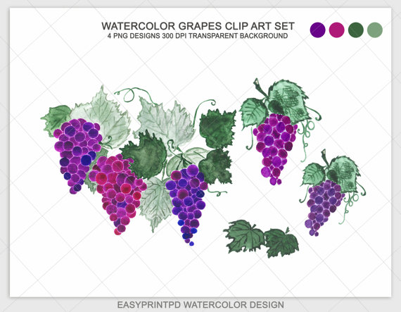 Grape Vine Watercolor