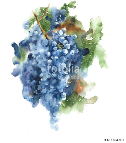 442x500 Grapes On A Vine Black Grapes Harvest Season Wine Healthy Food - Grape Vine Watercolor