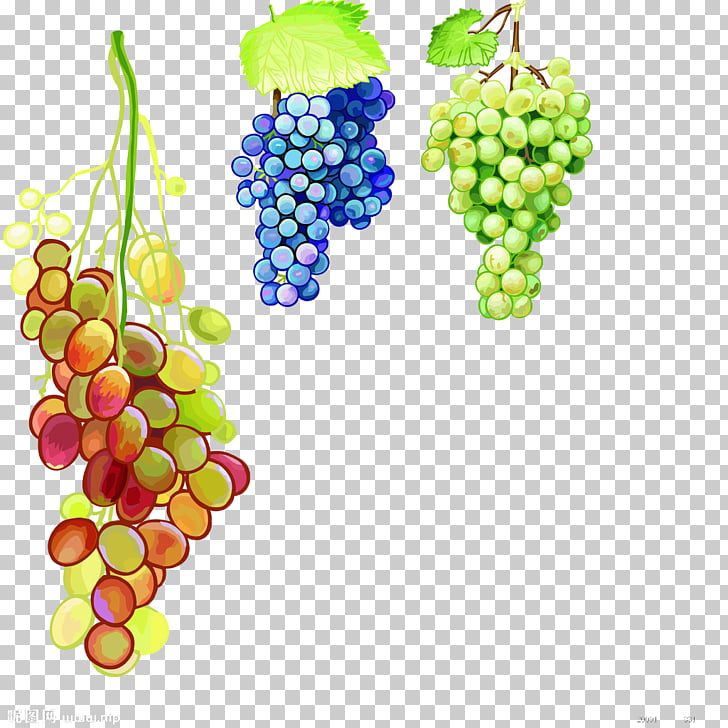 728x728 Juice Grape Watercolor Painting, Grape Png Clipart Free Cliparts - Grape Vine Watercolor