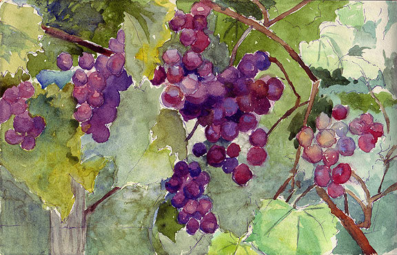 576x370 Much Fruit Watercolor Grapevine - Grape Vine Watercolor