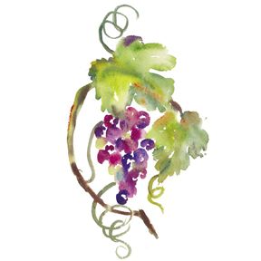 288x288 210 Best Tatoo Images Tattoo Ideas, Tattoo Designs - Grape Vine Watercolor