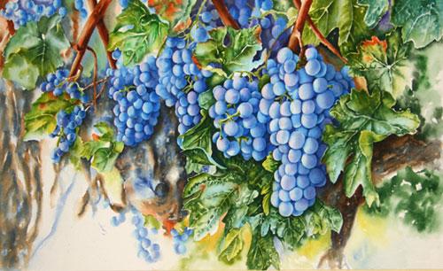 500x306 Step By Step Watercolor Demonstration Of Purple Grapes - Grape Vine Watercolor