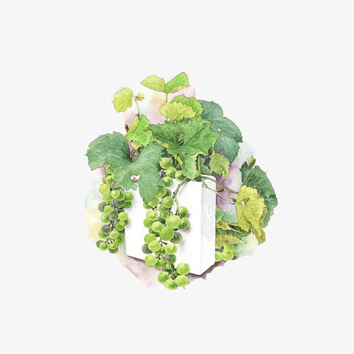 502x502 Vine Watercolor Picture Material, Grape, Vine, Blue Png And Psd - Grape Vine Watercolor