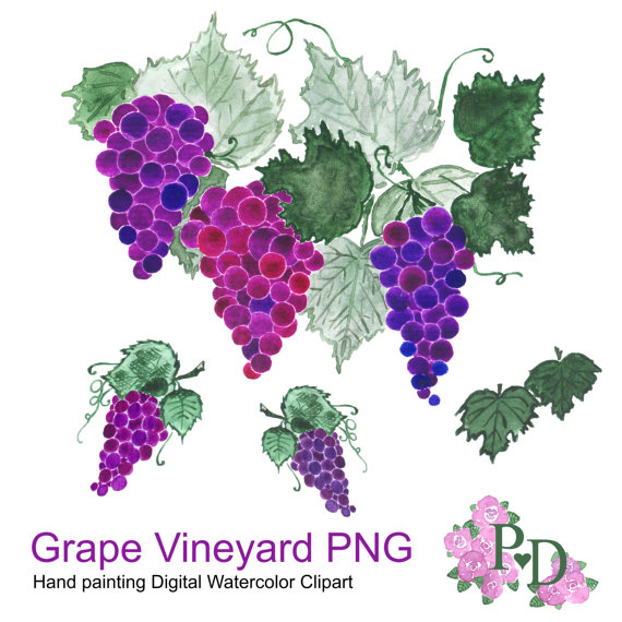 570x570 Vineyard Clipart Background - Grape Vine Watercolor