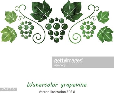 364x299 Watercolor Green Grape Vine Stock Vectors - Grape Vine Watercolor