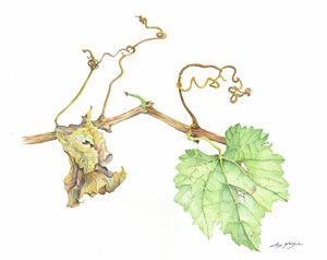 300x238 Lotus Mcelfish Botanical Art, Paintings - Grape Vine Watercolor
