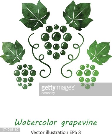 380x455 Watercolor Green Grape Vine Stock Vectors - Grape Vine Watercolor